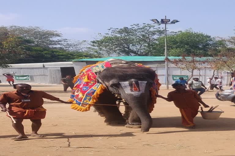 புத்துணர்வு முகாமில் யானைகள்