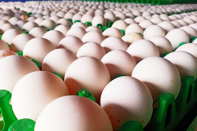 முட்டை விலை சரிவு  நாமக்கல் முட்டை விலை  முட்டை விலை  Egg Price  Namakkal Egg Price  Egg Price decreased In Namakka