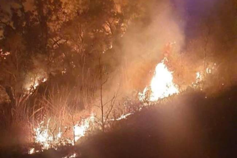 Yamunanagar a fire broke out in Kalesar forest