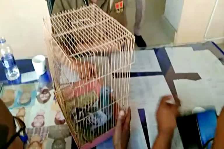 Behror news, Suspected pigeon found