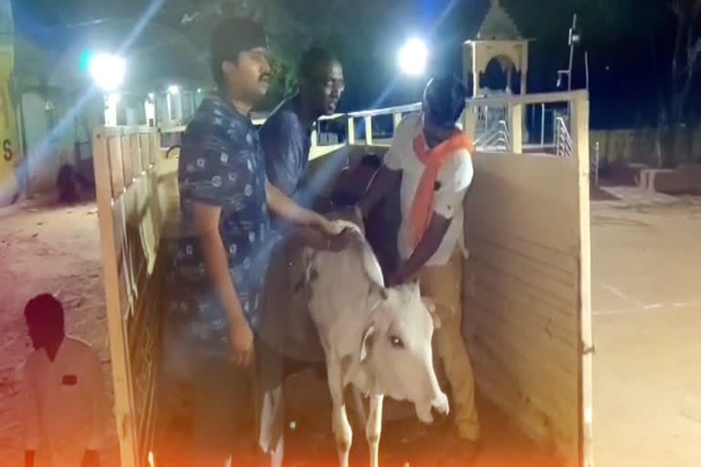 VHP and Bajrang Dal activists were caught at Sagar Ring Road while moving cows illegally