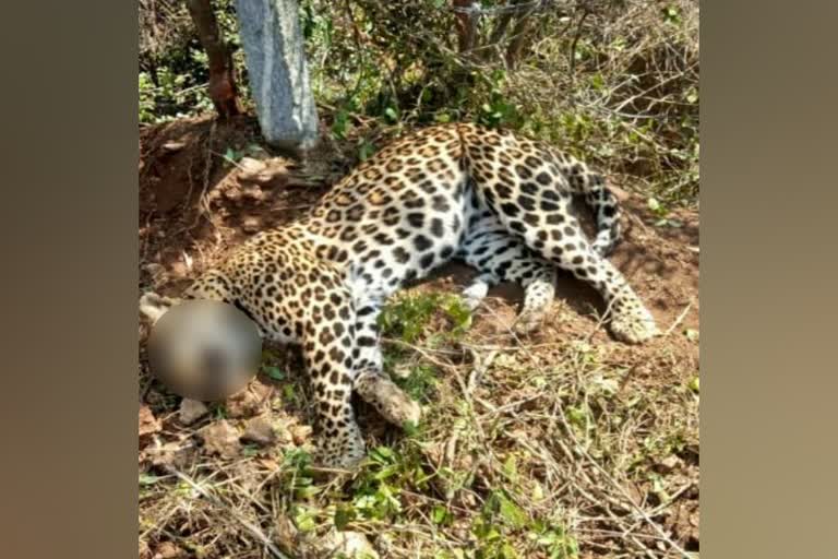 Leopard dies after falling into a snare