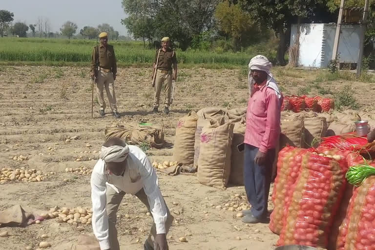 पुलिस की सुरक्षा आलू की खुदाई और बिनाई हुई.