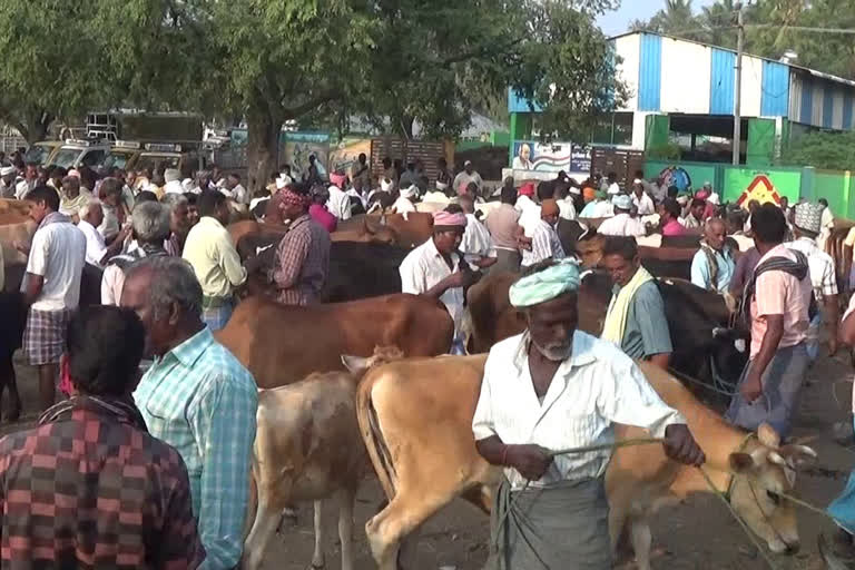 புஞ்சை புளியம்பட்டி கால்நடைச் சந்தை