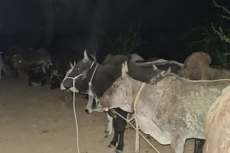 52 गोवंशों को मुक्त कराया.