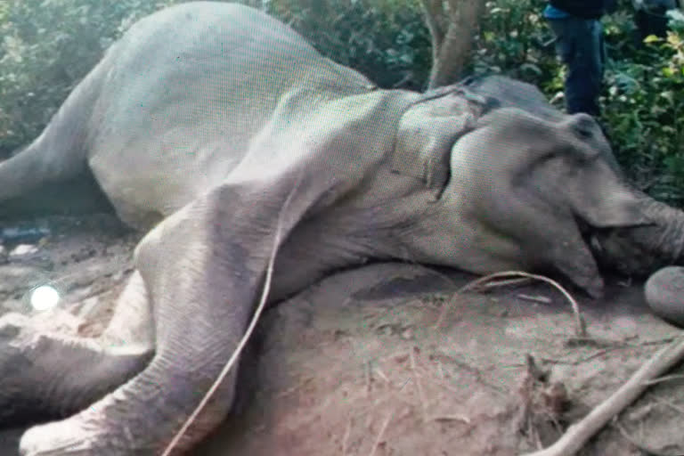 an elephant died in suspicious circumstances