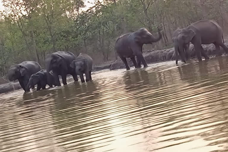 Viral video of elephants' fun