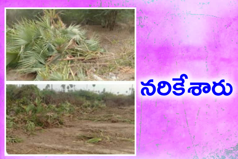 taddy trees collapsing