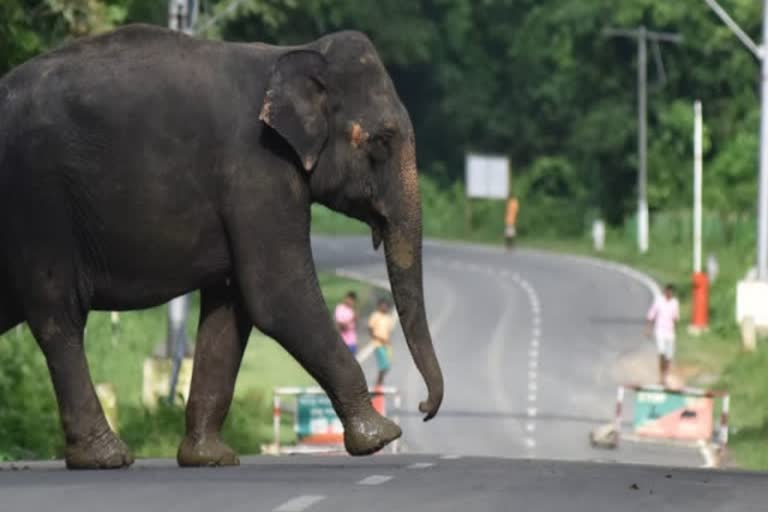 காட்டில் மாடு மேய்க்கச் சென்றவர் யானை மிதித்து உயிரிழப்பு