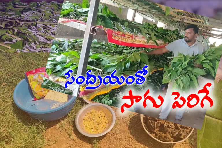 silkworms with natural farming