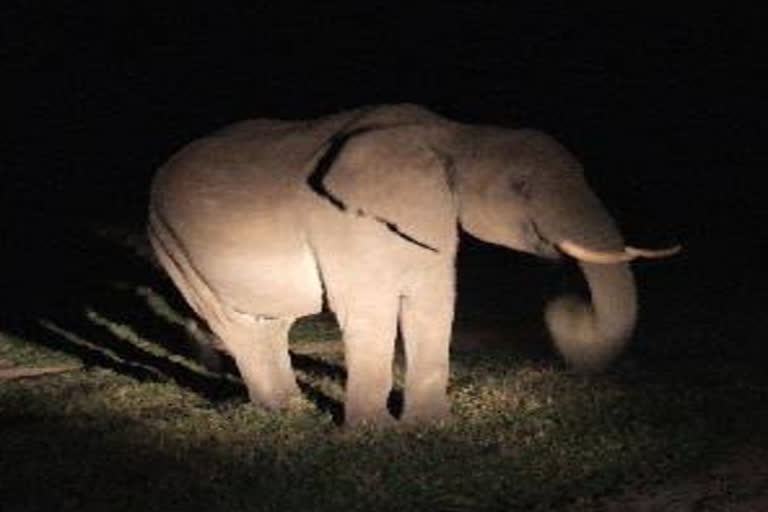 terror-of-two-elephants-in-kundelbhata-area-of-gariaband