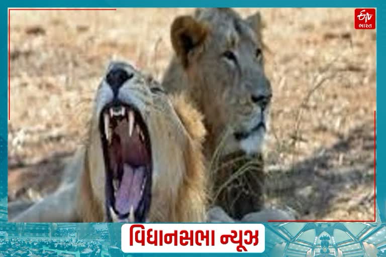 રાજ્યમાં છેલ્લા બે વર્ષમાં 313 સિંહના થયા છે મોત