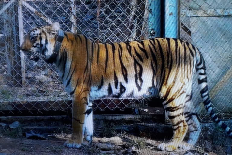 free movement of avni tiger calf at pench tiger project