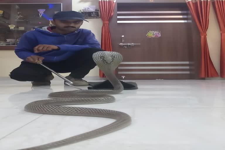 Cobra found in house