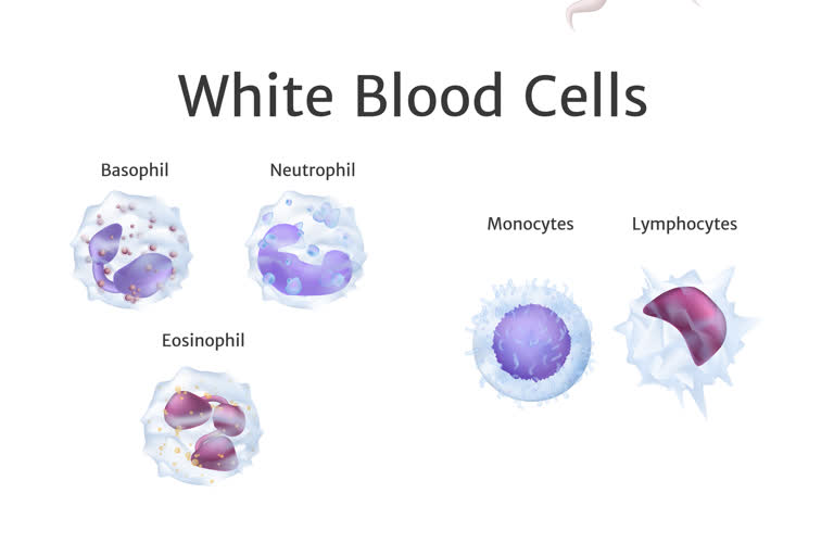 immunity, inflammation, WBC