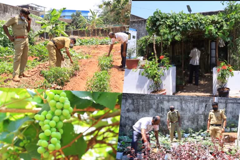 kasrgod district jail  district jail inmates active in organic frarming  organic frarming in kasargod jail  കാസര്‍കോട്  ഹൊസ്‌ദുര്‍ഗ് ജില്ലാ ജയില്‍  കാസര്‍കോട് ജില്ലാ വാര്‍ത്തകള്‍