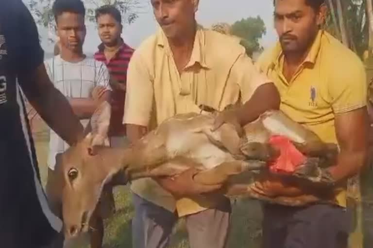 villagers rescued the deer and handed it over to the forest department in jagasinhpur