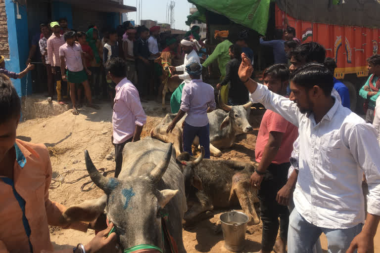 police recovered 104 cattle in Sheikhupura