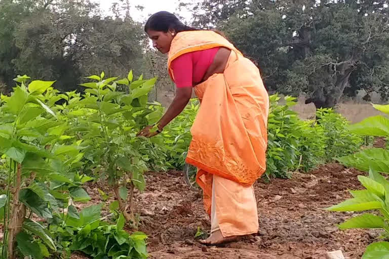 Dharwad woman excelled in holistic agriculture is a model for farmers