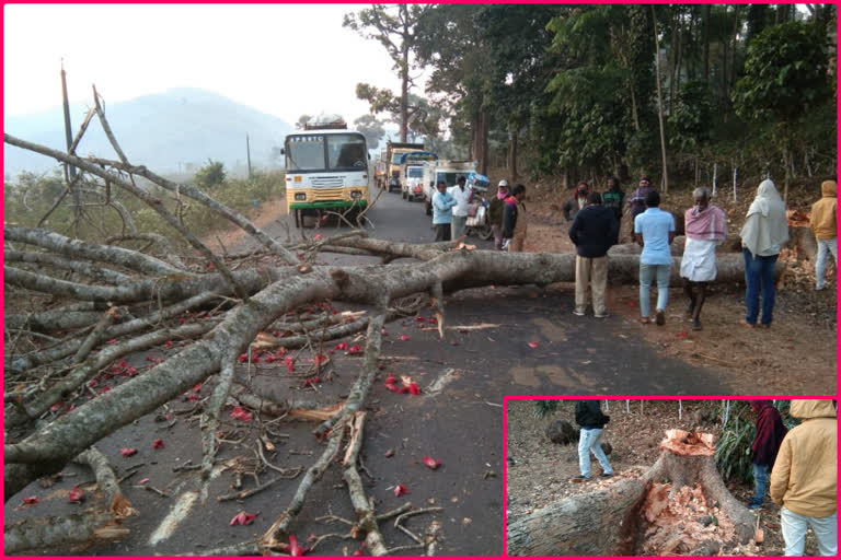 huge tree felling