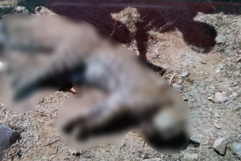 पैंथर की मौत, Death of panther in jaipur