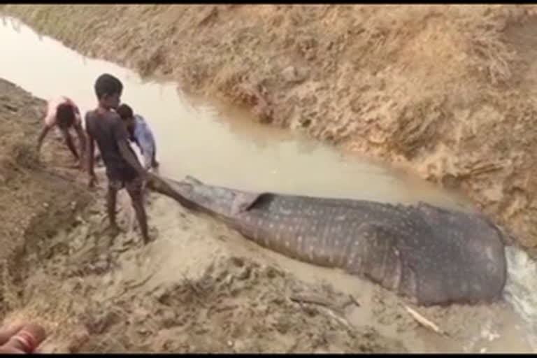 തിമിംഗലം  ഒഡിഷ  തിമിംഗലത്തിനെ ചത്ത നിലയിൽ കണ്ടെത്തി  ബാലസോർ ജില്ല  Whale Shark  Odisha  Odisha Whale Shark  Whale Shark Found Dead In Nullah In Odisha