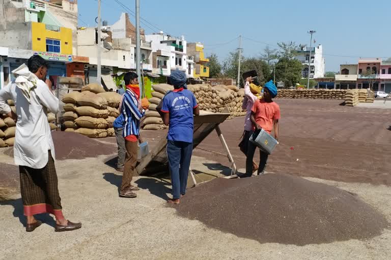 farmers-are-getting-good-price-of-mustard-in-nuh-mandi