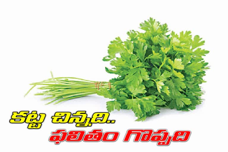 coriander-uses-and-benefits-to-the-health-in-telugu