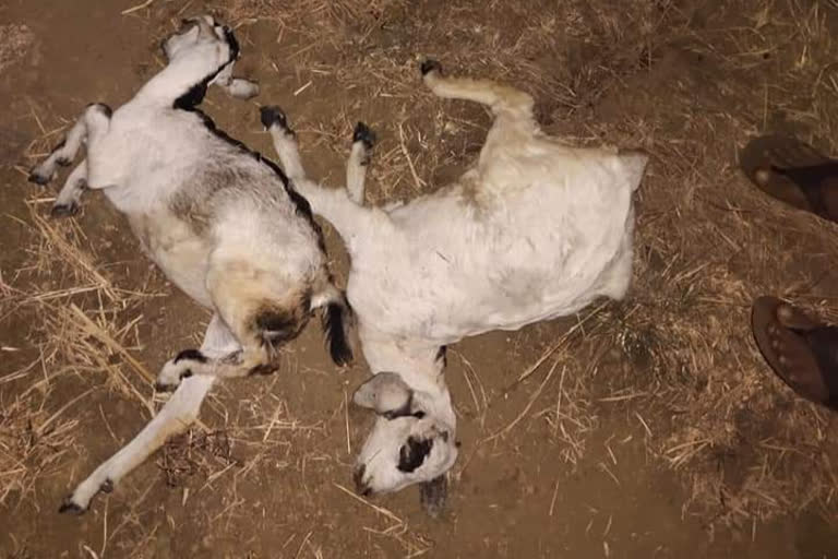 goats die after drinking chemical wastewater in palghar