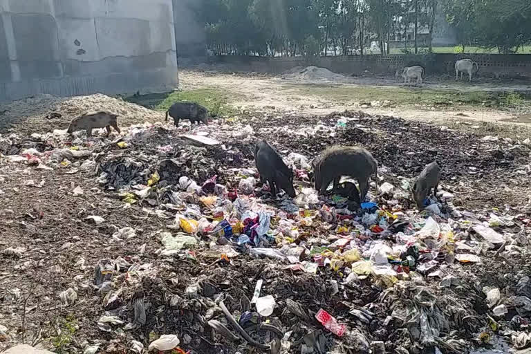 आवारा पशुओं के आतंक से स्थानीय लोग परेशान