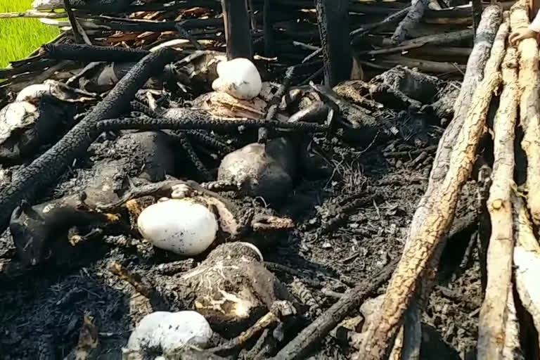 40 goats died due to electric shock took place in Vasuram Tanda, Kolcharam mandal, Medak district