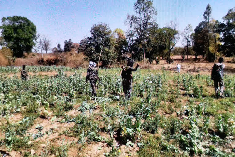 poppy crop in Palamu