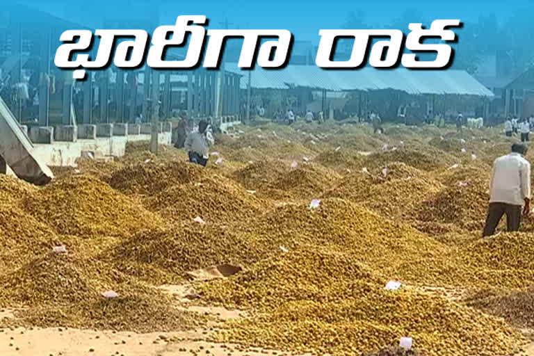 heavy turmeric came to nizamabad market