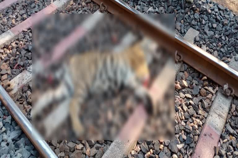 Tiger killed by train