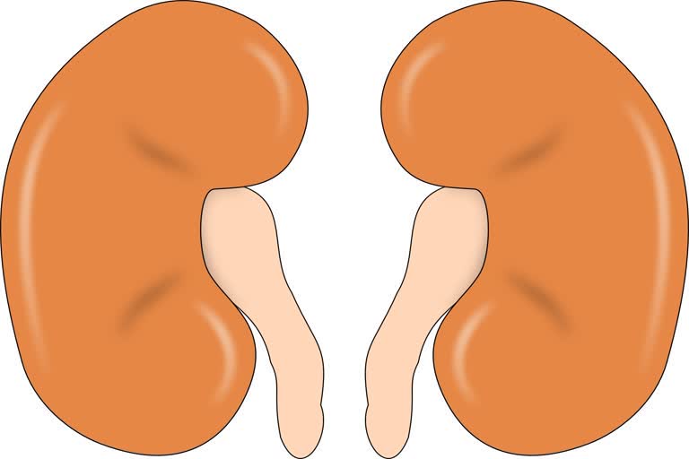 know to avoid kidney disease on World Kidney Day