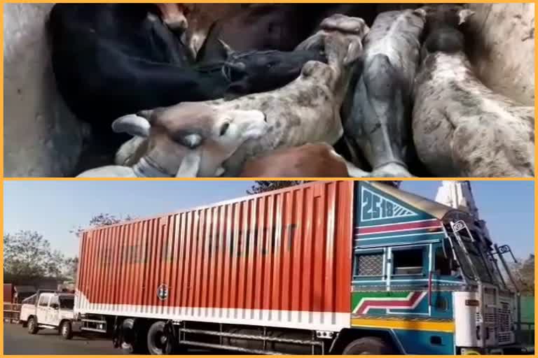 झालावाड़ न्यूज, truck caught in Jhalawar smuggling cow