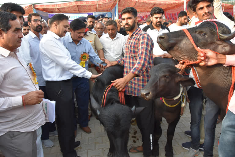 First National animal Championship