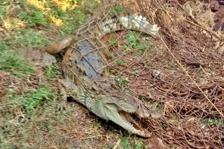 ಗ್ರಾಮಸ್ಥರಲ್ಲಿ ಆತಂಕ ಮೂಡಿಸಿದ್ದ ಮೊಸಳೆ ಸೆರೆ