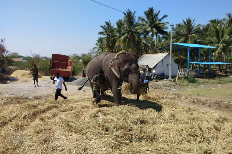 sangam Scene recreated in madurai, Elpehant beating rice husks in madurai, Madurai elephant viral vedio, யானை கட்டிப் போரடிக்கும் மதுரை - சங்க கால காட்சி,  யானை கட்டிப் போரடிக்கும் மதுரை, மாடு கட்டி போரடித்தால் மாளாது செந்நெல்லென்று ஆனை கட்டிப் போரடிக்கும் அழகான தென்மதுரை, elephant Sumathi viral vedio, elephant sumathi in Madurai, யானை சுமதி, மதுரை, புலிப்பட்டி கிராமம்