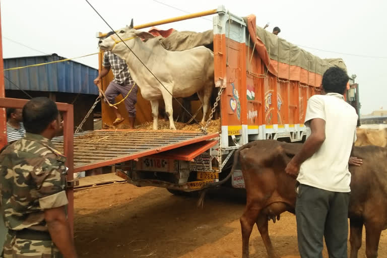 6 vehicles loaded with 140 cattle seized in Jamshedpur