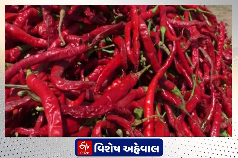 રાજ્યમાં મરચાના ઉત્પાદનનું પીઠું કહેવાતા જોટાણાના દેશી મરચાની બોલબાલા