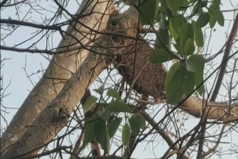 ମହୁମାଛି ଆକ୍ରମଣରେ 3 ଜଣ ପର୍ଯ୍ୟଟକ ଗୁରୁତର ଆହତ