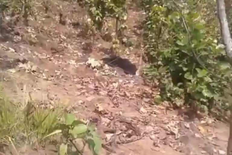 Balrampur bear dead