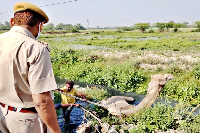 नाले में फंसा ऊंट  रेस्क्यू ऑपरेशन  सुखनी नदी  नदी में फंसा ऊंट  Police and the municipality  camel trapped in the drain  kota news  itawa news  Camels stuck in the river