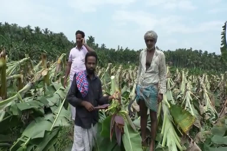 Banana cultivation  areekode panchayat  കാറ്റിലും മഴയിലും കൃഷി നാശം  അരീക്കോട് അലുക്കൽ പാടം