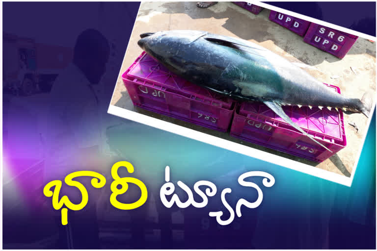 Eighty kilograms of tuna fish in the Uppada   fish pond