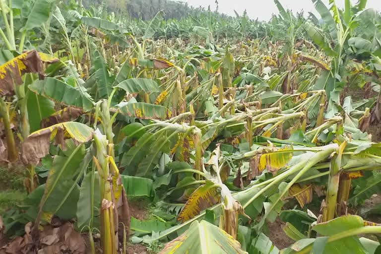 വ്യാപക കൃഷി നാശം  കോഴിക്കോട്‌  മാവൂർ  മഴ  Extensive crop damage  Mavoor  wind and rain