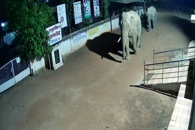 2 elephants roaming the streets of the city in Gariaband