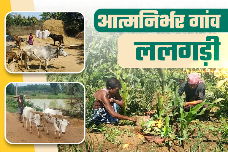 Villagers becoming self-sufficient through farming and animal husbandry in Latehar