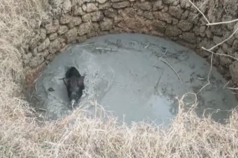 wild north rescued from well in angul